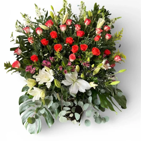 REGALO CORAL